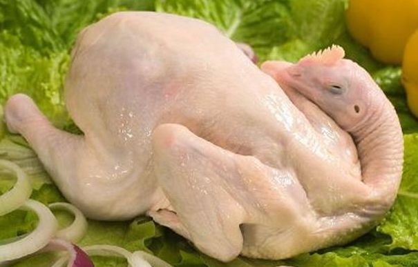 鸡肉
